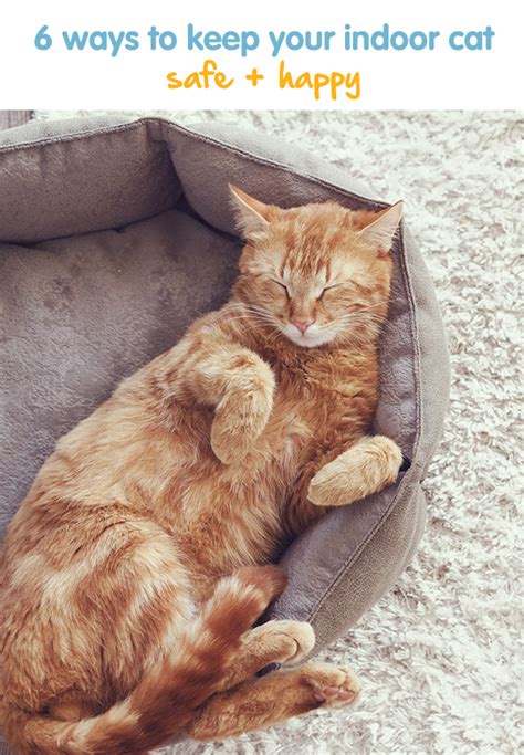 6 Ways To Keep Your Indoor Cat Safe And Happy Indoor Cat Cats Cat Safe