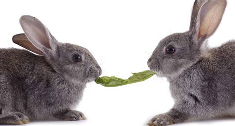 We may earn money or products from the companies mentioned in this post through our independently chosen links, which earn us a commission. What Do Rabbits Eat? A Complete Guide To The Best Food For ...