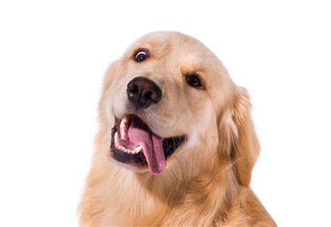 How To Get Rid Of Dog Pee Smell In A House - how to get rid of dog pee smell in a house