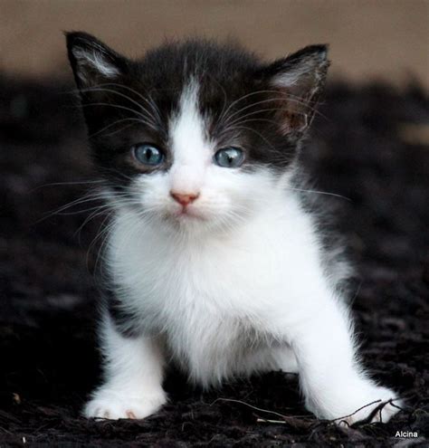 Diese munchkin katze figur ist nicht vintage, sondern signiert und wird ein perfektes geschenk für katzensammler und keramik tiere amateure sein. Munchkin Kätzchen - Cats | Katzen