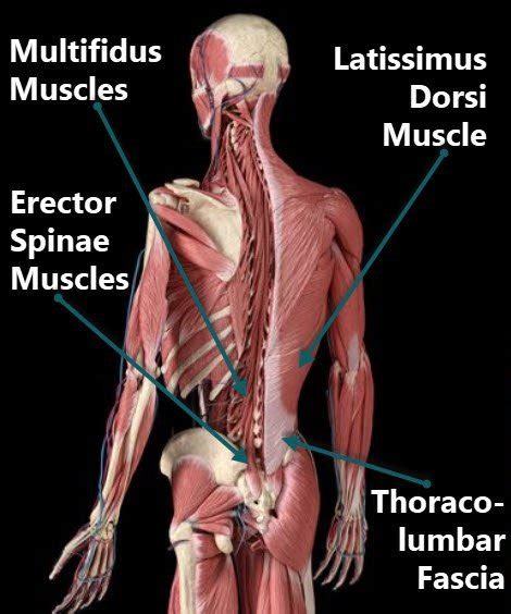 Muscles Of Lumbar Anatomy And Low Back Pain 2023