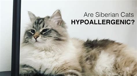 Here's how you too can have a pet cat that does not trigger an allergic reaction. Are Siberian Cats Hypoallergenic? - YouTube
