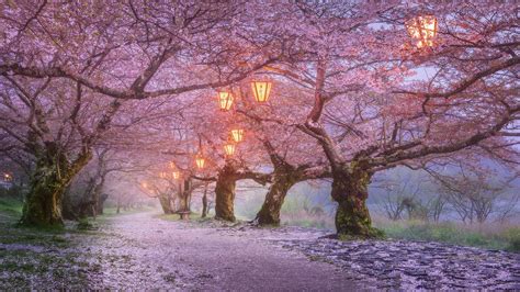 Papel De Parede Árvores Lanternas Flor De Cerejeira Japão