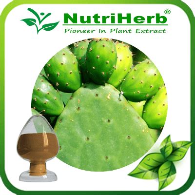 Be careful when handling this species though. Cactus Extract,Cholla Stem Extract Supplier and Factory ...