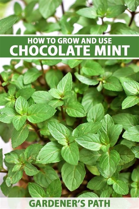 How To Grow And Use Chocolate Mint Gardeners Path In 2021 Mint