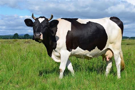 Ciri Ciri Sapi Friesian Holstein Dan Cara Meningkatkan Produksi Susunya