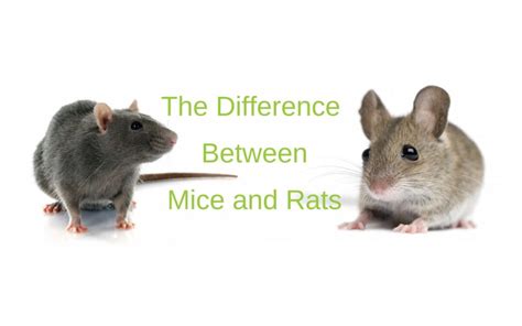 5 Important Differences Between Mice And Rats