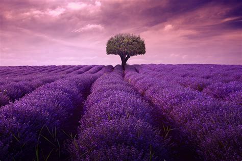 Download Nature Field Cloud Tree Lavender 4k Ultra Hd Wallpaper By John