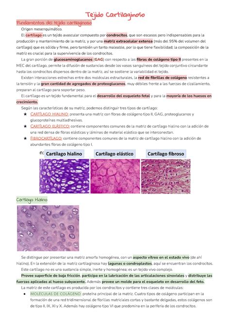 Resumen Tejido Cartilaginoso Tejido Cartilaginoso Fundamentos Del Tejido Cartilaginoso Origen