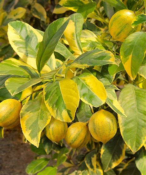 1,160 likes · 82 were here. Take a look at this Live Pink Variegated 'Eureka' Lemon ...