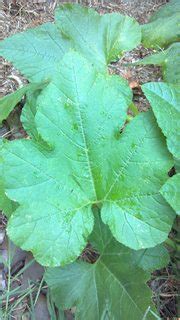It can be prepared using a variety of cooking techniques, including steamed, boiled, grilled, stuffed zucchini has a delicate flavor and requires little more than quick cooking with butter or olive oil, with or without fresh herbs.19 the skin is left in place. identification - What type of squash is growing out of my ...
