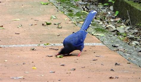 Afrikaans čeština dansk deutsch ελληνικά english english (uk) español (españa) español suomi français bahasa indonesia italiano 日本語 한국어 bahasa melayu norsk nederlands polski português (brasil) português (portugal) русский svenska ภาษาไทย filipino türkçe 中文(简体) 中文(台灣). 難得畫面曝光!台灣藍鵲好聰明 用餐前要先這樣做 - 生活指南針 - 自由影音 - 自由電子報