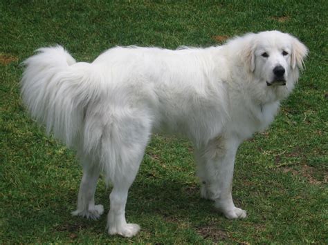 Frequently described as 'majestic,' pyrs are big, immensely strong mountain dogs standing as high as 32 inches at the shoulder and often tipping the scales at more than 100 pounds. Great Pyrenees Breed Guide - Learn about the Great Pyrenees.