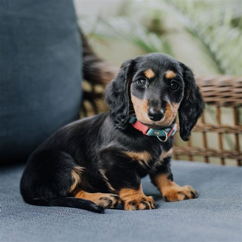 Dachshund Breeders And Puppies For Sale In California