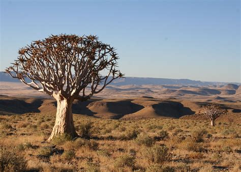 Worlds Most Unusual Plants And Trees Audley Travel
