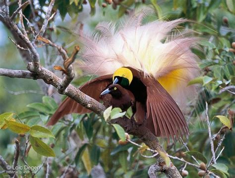 The Magnificent Greater Bird Of Paradise Charismatic Planet Birds Of Paradise Greater Bird