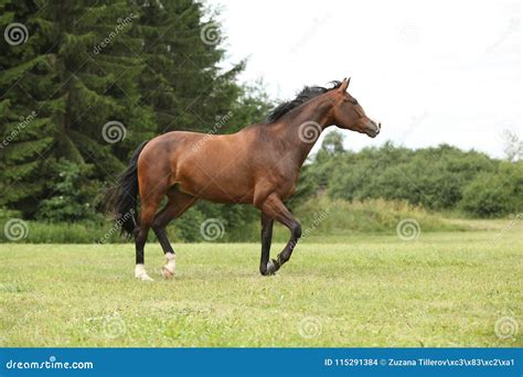 Beautiful Brown Horse Running In Freedom Stock Photo Image Of Move