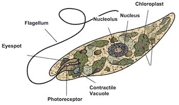 Like plants, their cell walls contain cellulose and they store food in reserve as starch. Protist Cell Structure | Study.com
