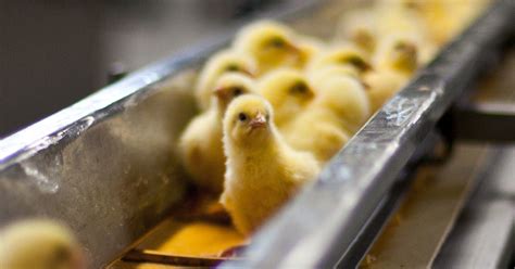 Stop The Massacre Of Male Chicks Animal Equality
