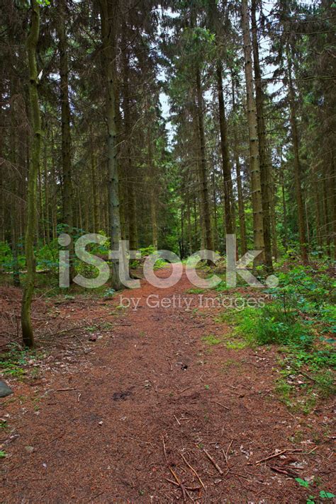 Forest Images Stock Photo Royalty Free Freeimages