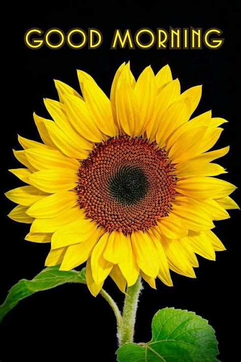 Sunflower Garden Sunflower Art Sunflower Painting Sunflower Ts