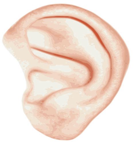 Free Big Ear Cliparts Download Free Big Ear Cliparts Png Images Free