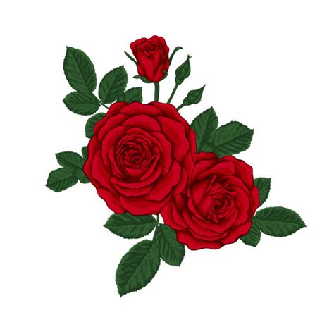 Background Of The Rose And Vine Tattoo Illustrations Royalty Free