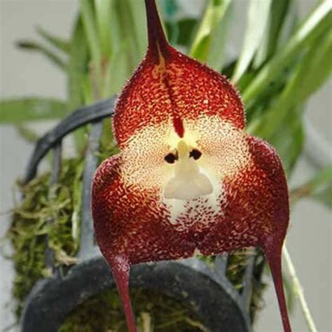 Monkey Face Orchid Etsy