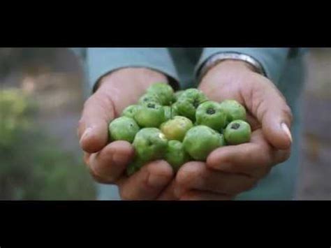 Other common names include barbados cherry and west indian cherry, but the scientific designation of this tropical fruit is malpighia emarginata. Amway uses grafting to grow exceptional Acerola Cherry ...