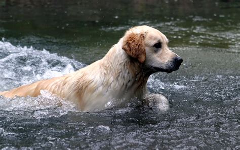 Wallpaper Dog Swimming In The Water River 2560x1600 Hd Picture Image