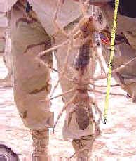 Disinfect the outside of your lips with warm, clean water and a piercing being ripped or torn out of the skin if it gets caught on clothing or an object. CAMEL SPIDERS