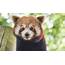 Adopt A Red Panda  Sponsor UK Drusillas Park