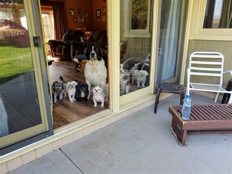 FurEver Home Dog Training