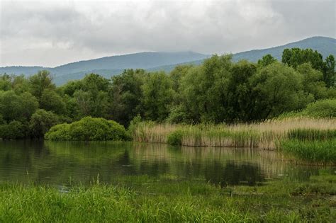 Markaz Reservoir Reed Free Photo On Pixabay Pixabay