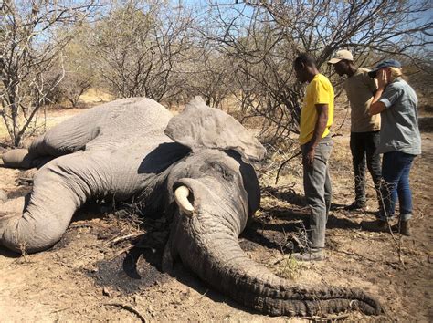 Why Botswana Is Lifting Its Ban On Elephant Trophy Hunting Committee To Abolish Sport Hunting Blog