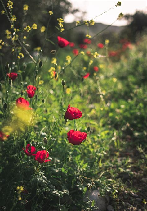 Poppies Flowers Red Plant Bloom Hd Phone Wallpaper Peakpx