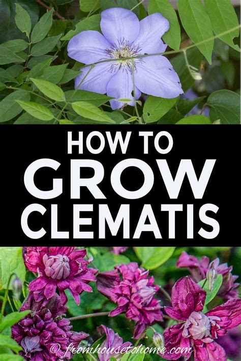 Check spelling or type a new query. Clematis Care: The Ultimate Guide To Growing and Pruning ...
