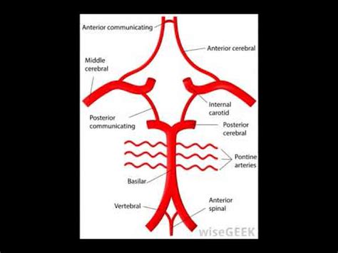 The circle of willis is a structure located. What is the Basal Cistern - YouTube