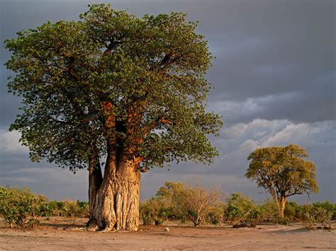 The Baobab An Iconic African Tree Safari254