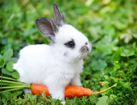 Rabbit Facts A Pet Bunny