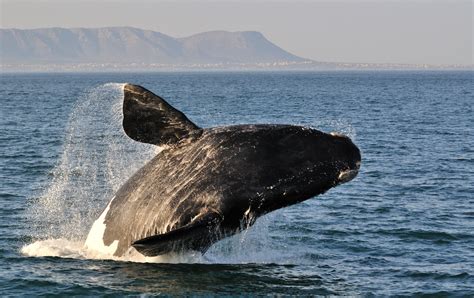 A Quick Guide To Whale Watching In Hermanus South Africa Silverkris