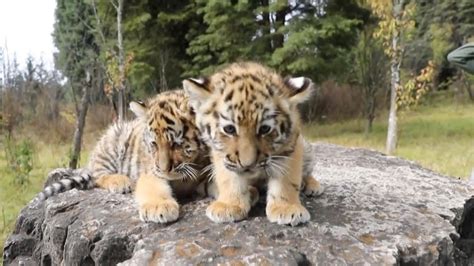 Siberian Twin Tiger Cubs Make Debut At Yunnan Zoo Ahead Of The Year Of