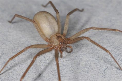 Why You Need Not Fear The Poor Misunderstood Brown Recluse Spider Wired