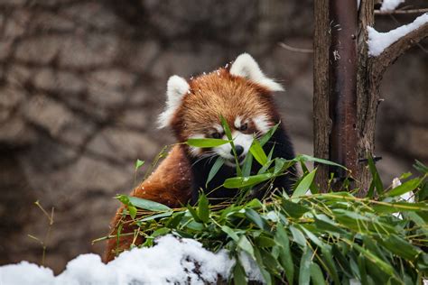 Red Panda Hd Animals 4k Wallpapers Images Backgrounds Photos And