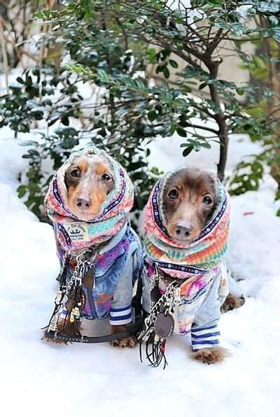 16 Pups Who Are Dachshund Through The Snow Animals Friends I Love