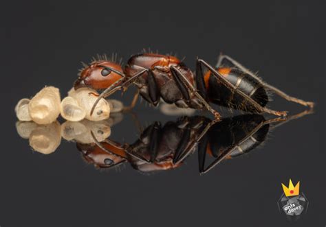 Camponotus Nicobarensis AntsDavey