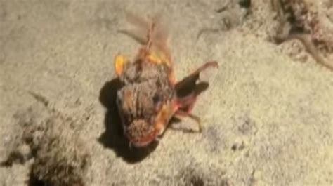 Video This Mysterious Walking Fish In Indonesia Is Baffling Scientists