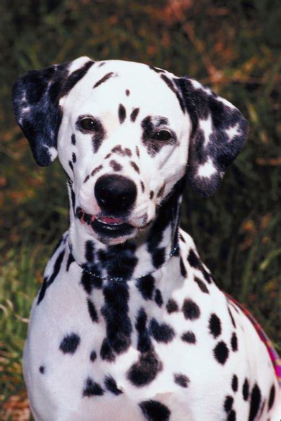 Why Do Dalmatians Have Spots Pets