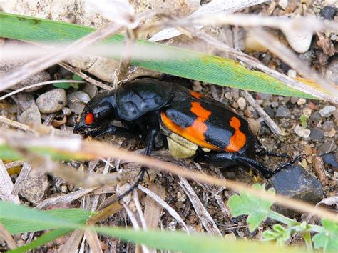 Maycintadamayantixibb Red And Black Beetle Manitoba