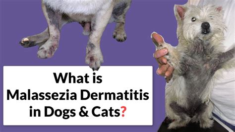 Malassezia Dermatitis In Dogs And Cats Symptoms And Treatment Youtube